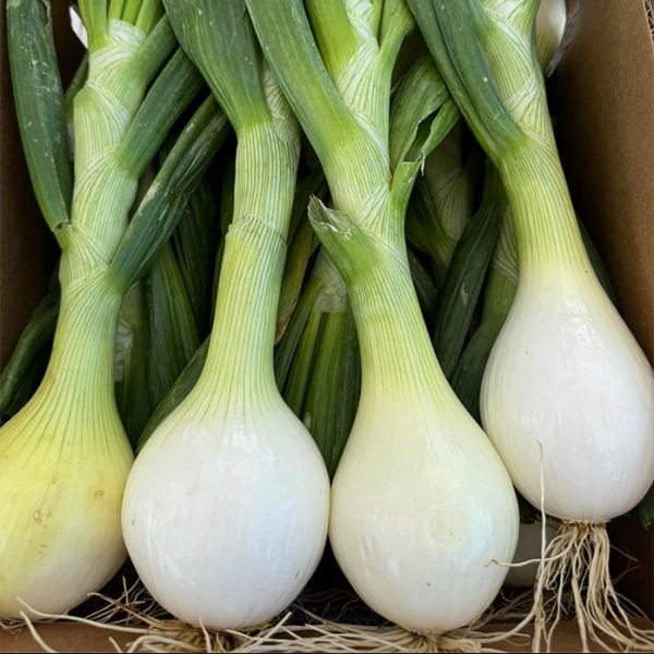 Onions